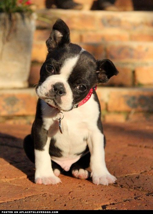 Boston Terrier Dog Breed Everything You Need To Know Express Digest