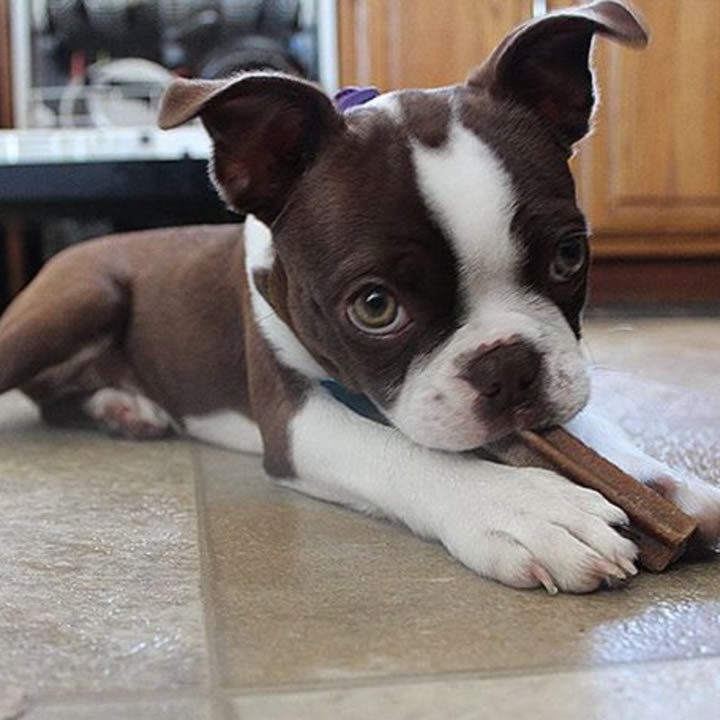 Boston Terrier Dog Breed - Everything you Need to Know