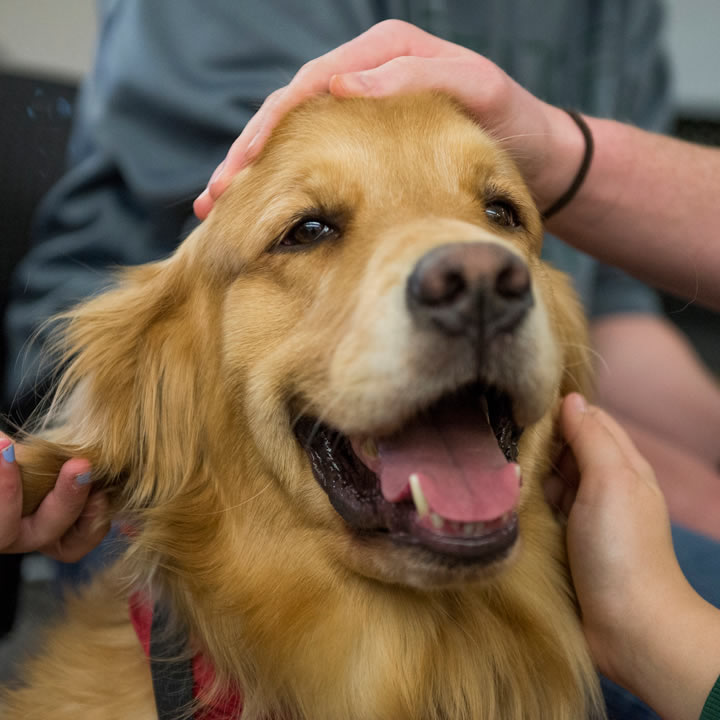 How Service Dogs Provide Support to Humans