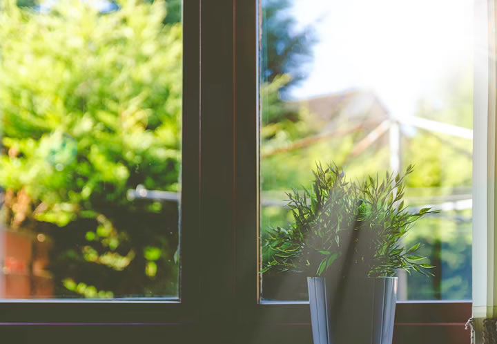 A green plant in front of a window